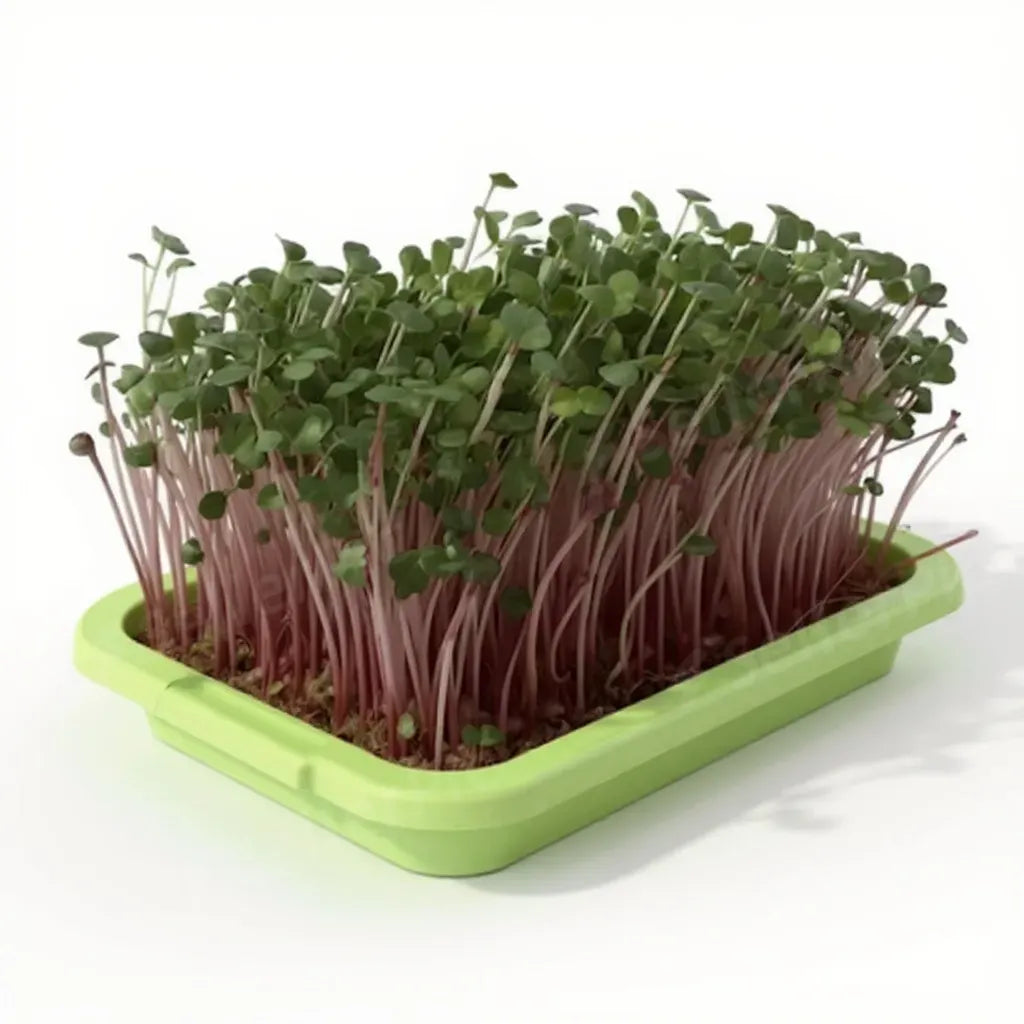 Csirió Mikrozöld Kezdőkészlet