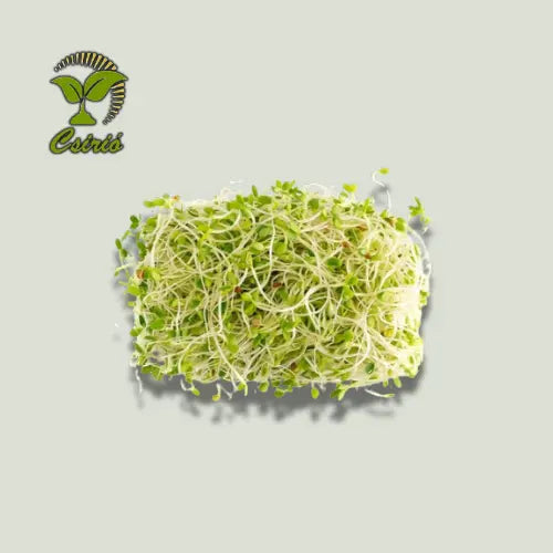 Bíborhere Csíra Mag