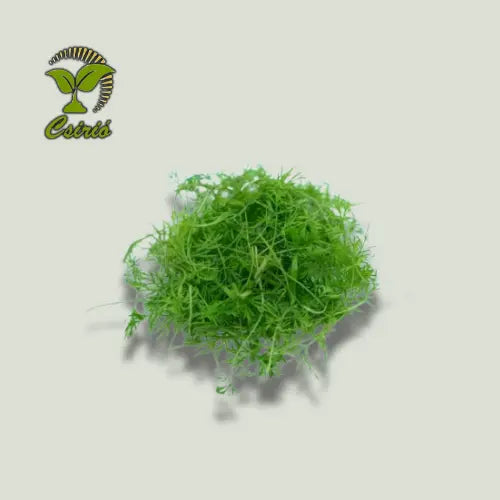 Dill Mikrogrün Samen