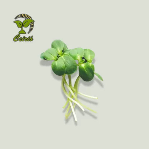Sonnenblumen-Microgreen-Samen