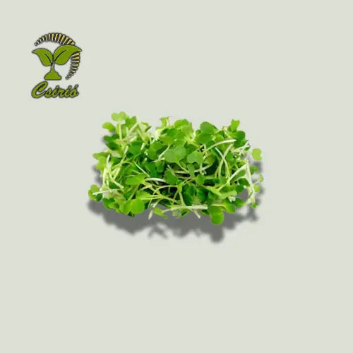 Seminte Pak Choi Microgreen