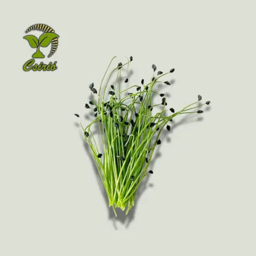 Sămânță Microgreen de praz