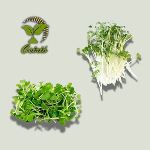 Asiatische Microgreens