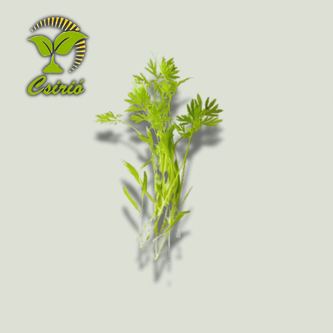 Sárgarépa Mikrozöld Mag