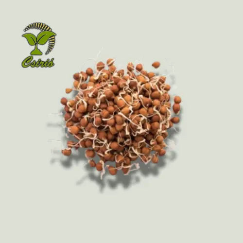 Semințe de muguri de năut