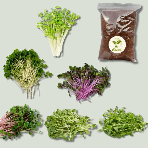 6 adag Mikrozöld Utánpótlás
