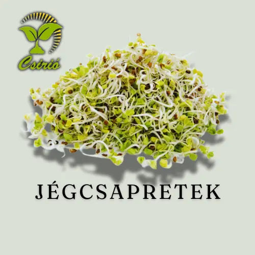 Jégcsapretek Csíra Mag