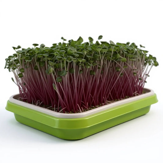 Set de cultivare Microplante Csirio +