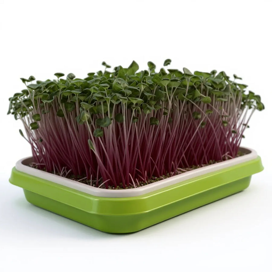 Csirió Prémium Mikrozöld Ültetőkészlet