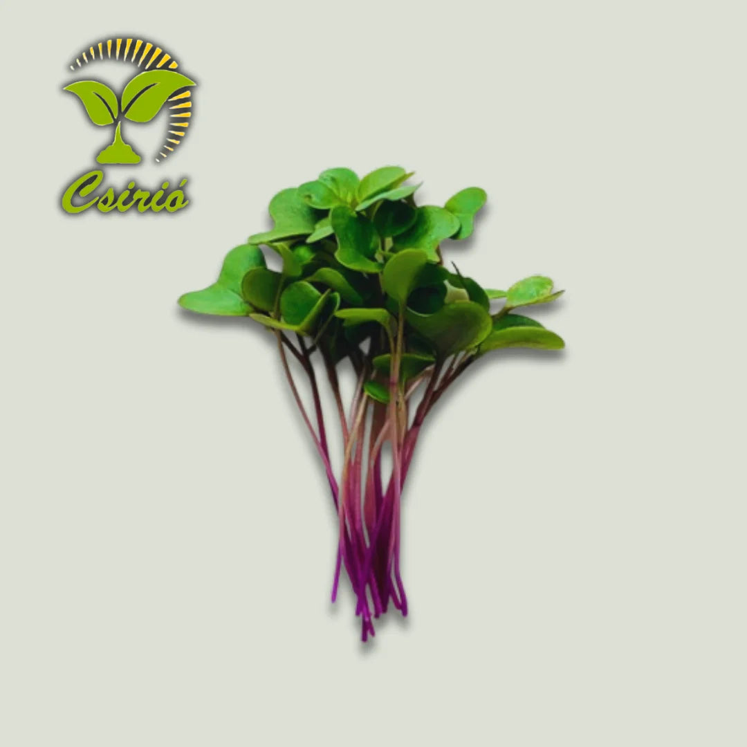 Seminte microverde de mustar negru